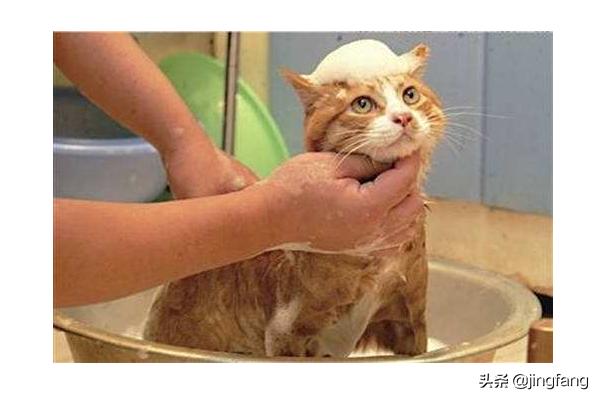 学校里养猫的坏处:大学生怎么在宿舍养一只猫？