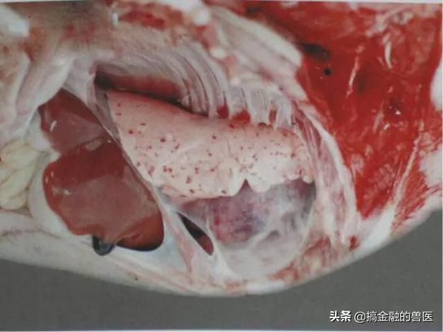 动物疫情测报终端:小猪发热死了去找人解剖说是猪瘟还有心肌炎怎么办？