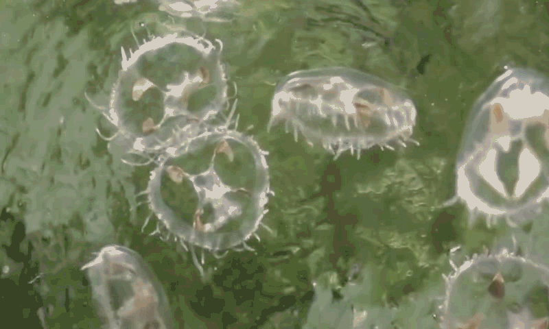 大熊猫误入水电站落水:海南的一口农家水井，为什么会出现大量6亿年前诞生的桃花水母？