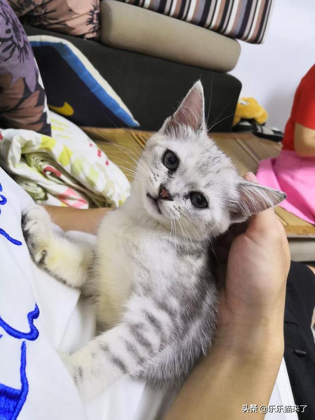 萌猫红小胖怎么走红的:你家的猫是自己睡还是和你睡？