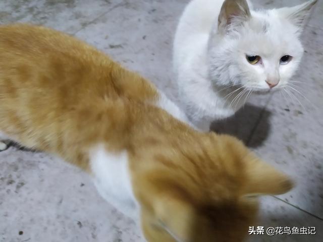 两只超萌猫咪图片:养猫为什么会上瘾？明明已经有两只了，为啥还想再养？