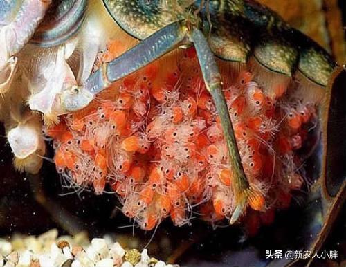 淡水虾养殖的创业故事:养殖澳洲淡水龙虾的前景如何？