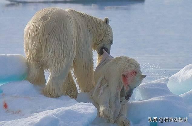 北极熊的皮肤是什么颜色,为什么北极熊会是白色的？