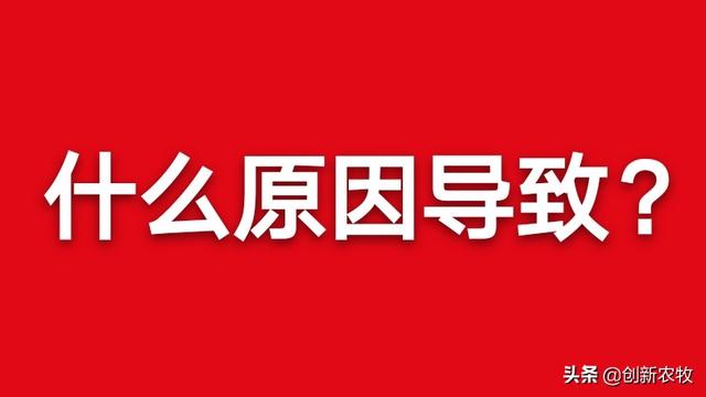 雏鸡拉血是怎么回事:四十斤猪仔突然不吃料，没精神还拉血出来是怎么回事？