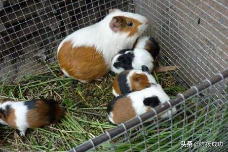 豚鼠养殖和管理:豚鼠养殖技术和饲养方法 荷兰猪怎么养？【小宠的秘密】？