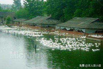 生鱼诺卡氏菌病:暴雨天气对水产养殖的影响？怎么预防？