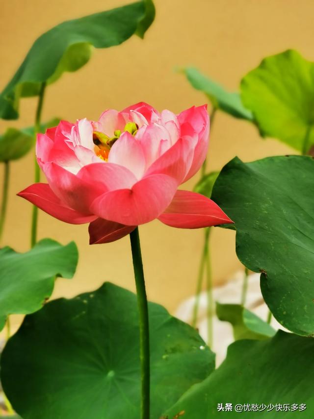 家住别墅是什么样的感觉？插图49