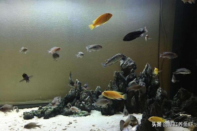 草缸养鱼的数量上限:60*60*30的鱼缸能养多少条草金鱼？