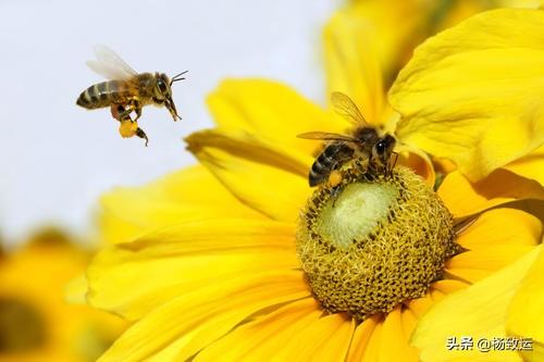 蜜蜂的生活习性主要有哪些:蜜蜂有哪些与采集花粉，花蜜和防御敌害相适应的结果特点？