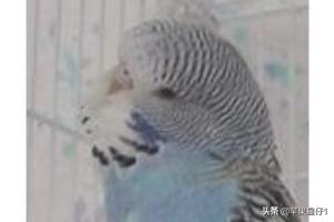鹦鹉图片大全:如何用带帽来判断虎皮鹦鹉年龄大小？