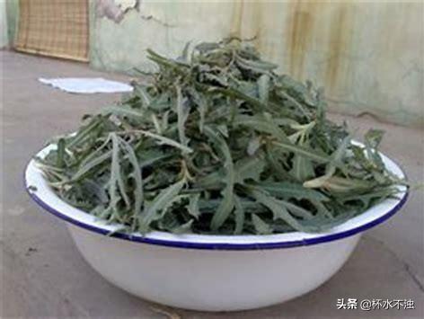 你的家乡有什么野菜,很常见,也很有营养？