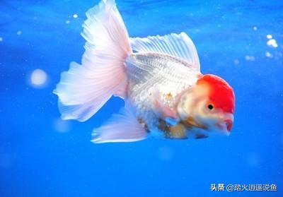 鹤顶红金鱼吃什么好:金鱼的红顶子上有一片发白了是病吗？该怎么办呢？
