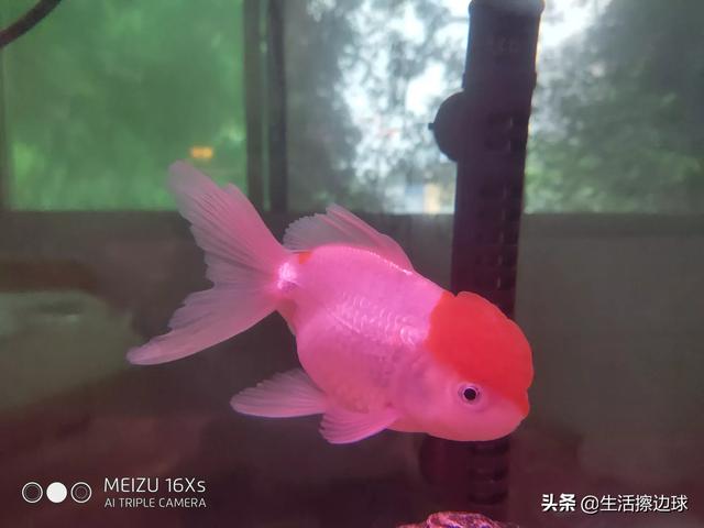 宠物鱼最好养活:请问大家什么鱼比较好养呢？