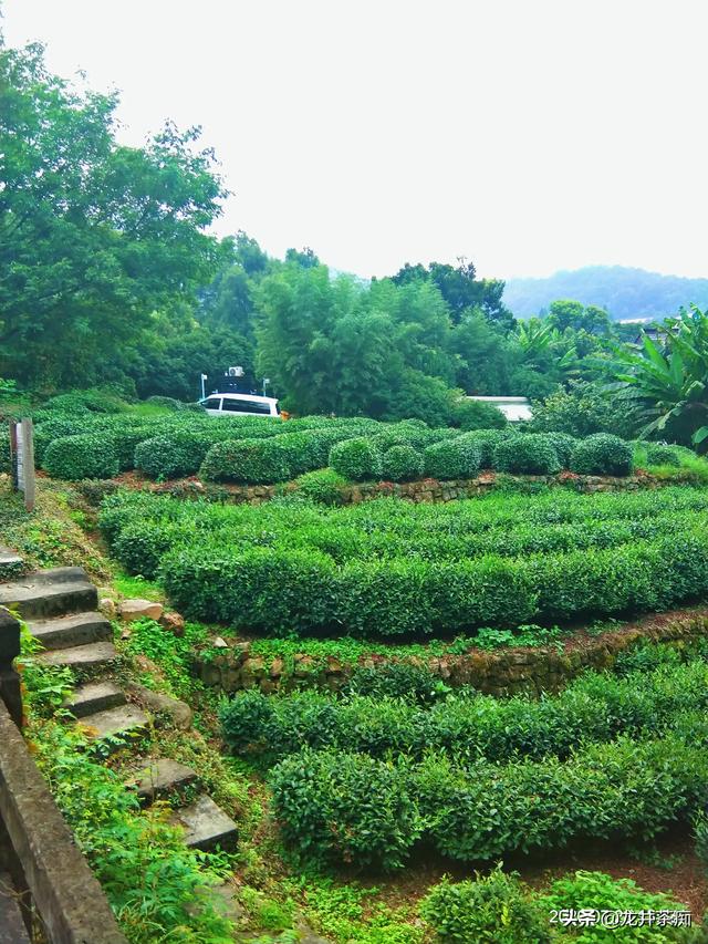 乐果农药的残留期长吗:茶叶种植过程是否需要打农药？有农药残留问题么？