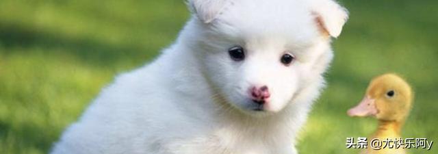 雪白色的狗叫什么名字:狗狗名字大全洋气，白色的狗狗？