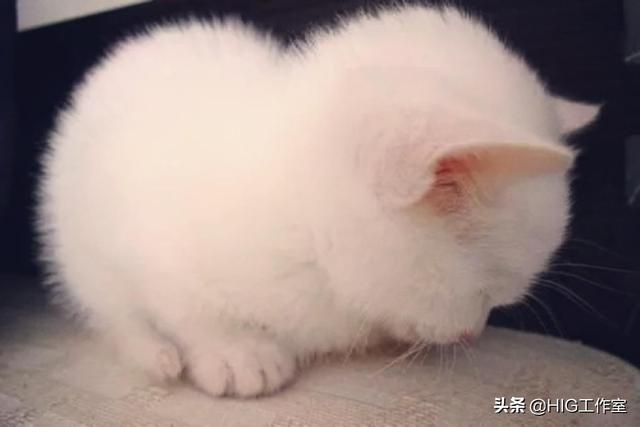 小野猫:卖猫的说，我捡的是个小野猫，是吗？