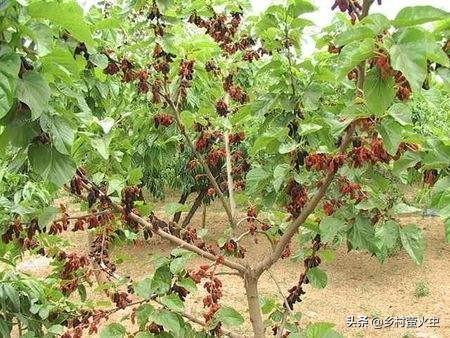 无花果不能和什么食物一起吃，糖尿病患者可以吃无花果吗为什么