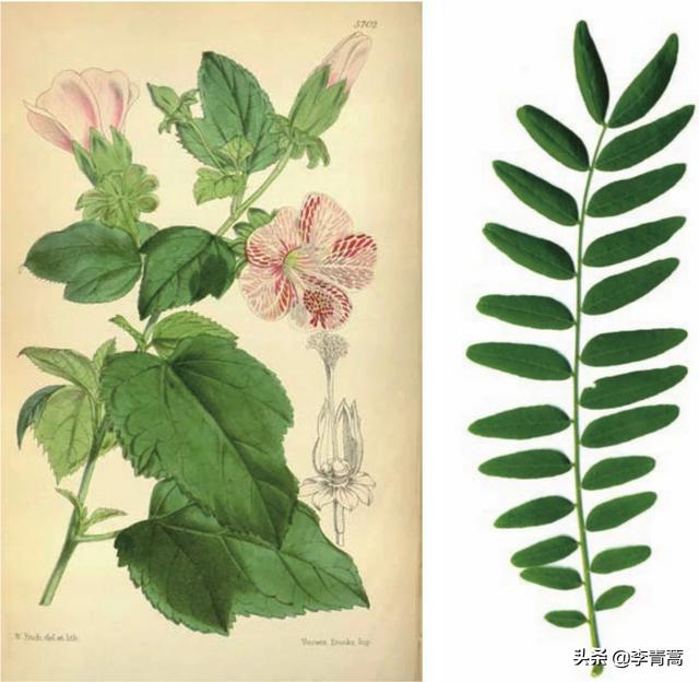 古代人怎么剪指甲和头发:古代人都是用什么洗头的？他们那么长的头发怎么会那么好的呢？