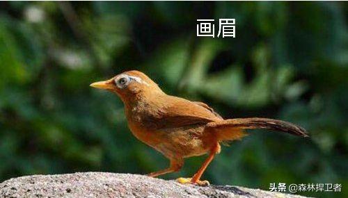 黑喉草雀好养吗:黑喉草雀的饲养方法 云南全面禁止非法野生动物交易！到底哪些不能吃？