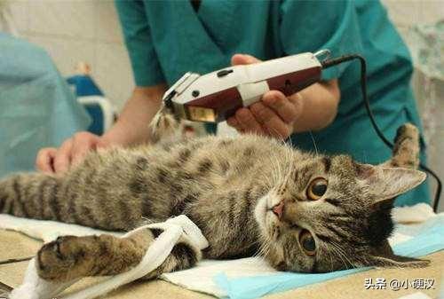 伊纳宝官网:伊纳芙官网 一个月花500养猫，够吗？