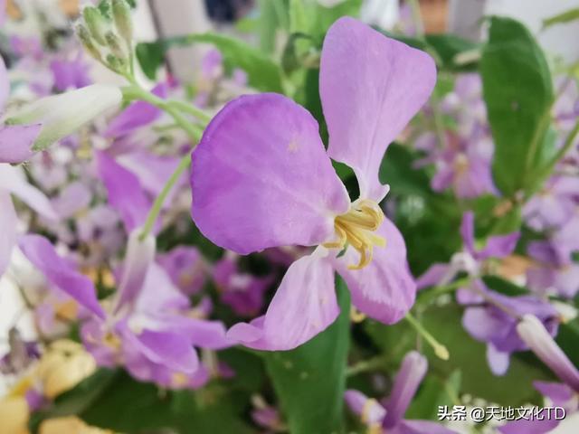 怎样理解诗仙李白的《古风·庄周梦胡蝶》？