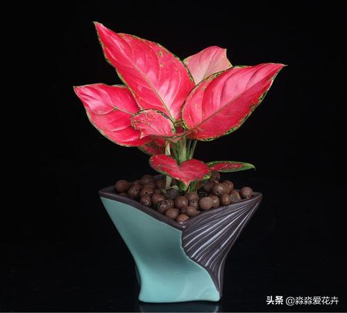 花叶万年青根系发达吗:花叶万年青怎么长得粗壮 花叶万年青怎样盆栽和管理？