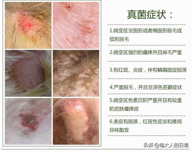 狗狗真菌性皮肤病治疗方法:法国斗牛犬皮肤病用什么药？ 狗狗真菌性皮肤病怎么治