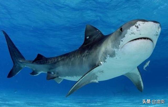 贝加尔湖鲨鱼长啥样图片