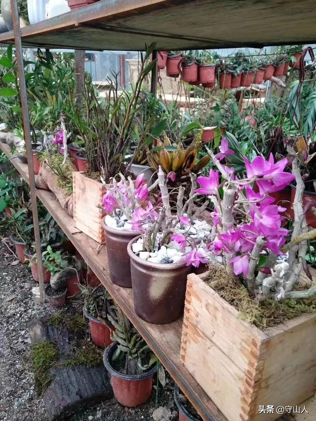 石斛图片,石斛的种类包括哪些？作用各有何不同？