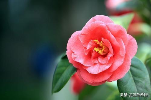 山茶花是什么颜色:山茶花如何拍照获得很好的效果？