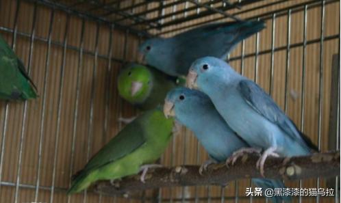 绿和尚鹦鹉叫声:蓝和尚鹦鹉与绿和尚鹦鹉的区别？