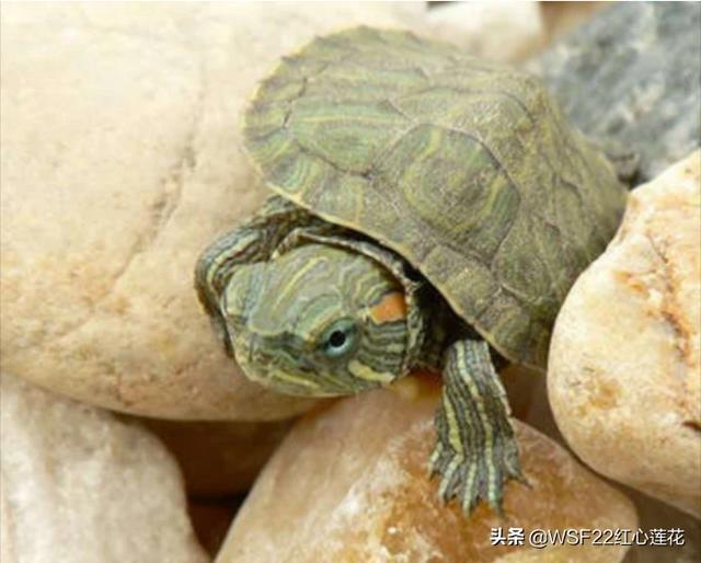 家养龟的种类:新手想养个乌龟，选择什么品种最好？