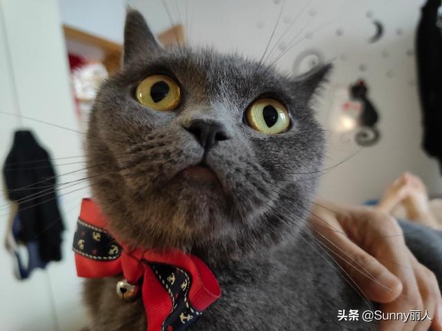 最适合新手养的猫是什么，想要养只猫咪，什么猫咪适合在家养