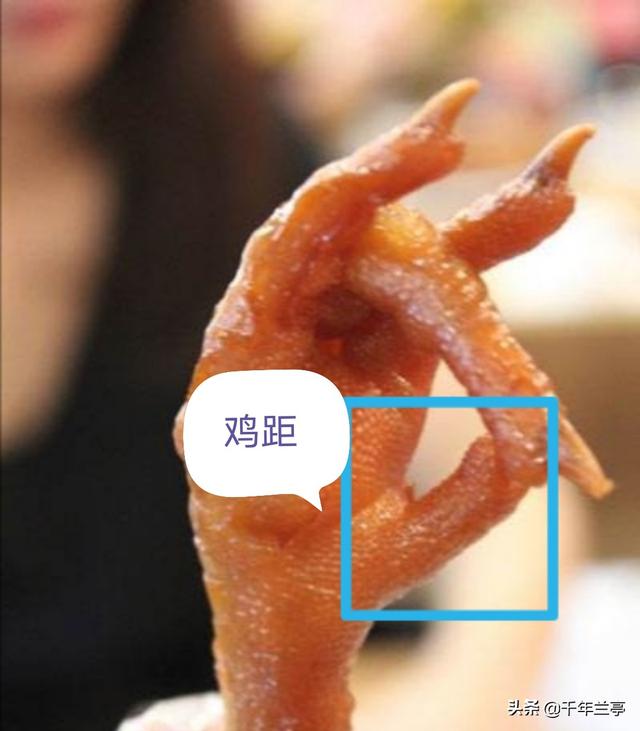 鸡距笔和普通毛笔有何区别?-惠修网