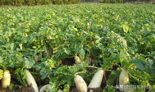 用醋灭虱子最好的方法:萝卜生虫子用白醋可以杀死吗？