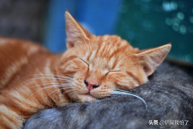 小猫吃了膨润土猫砂:留了5天的猫粮，2个猫沙盆，现在回不去了猫能撑多久？