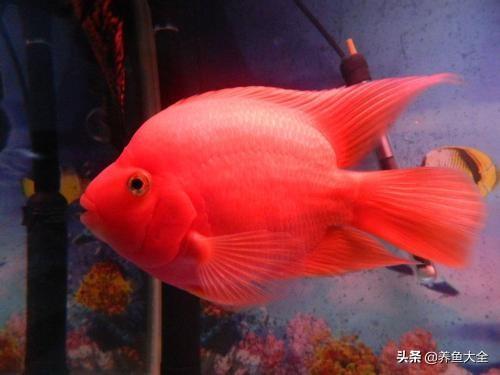 鹦鹉鱼常见病及图片:鱼友们，我这血鹦鹉用黄粉没效果，现在开始皮肤溃烂，怎么治呢？