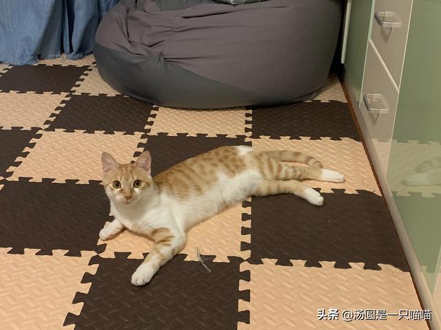 带宠物鸭扫大街萌翻网友:你们喜欢动物吗，都养过什么宠物？有什么体验？