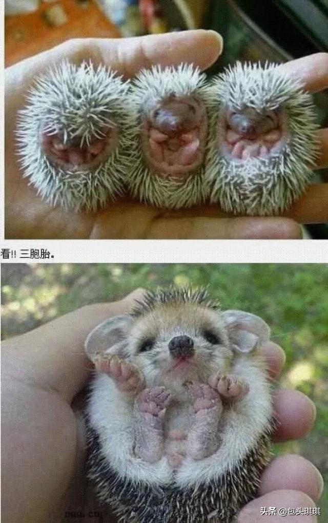 宠物饲养法:如何饲养一只刺猬做宠物？