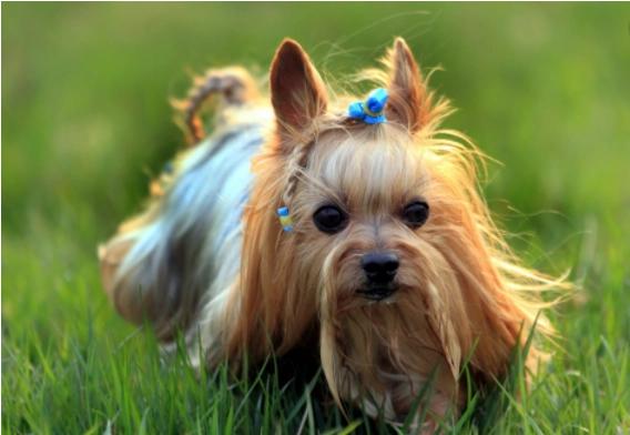 腊肠犬多少钱一只:金毛狗狗一般能活多少岁？一生有几个阶段？