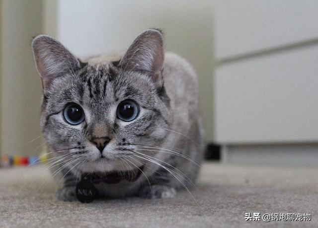 猫窝:猫窝怎么做手工制作 以前农村人冬天穿的保暖鞋“猫窝子”是怎么做的？真的保暖吗？