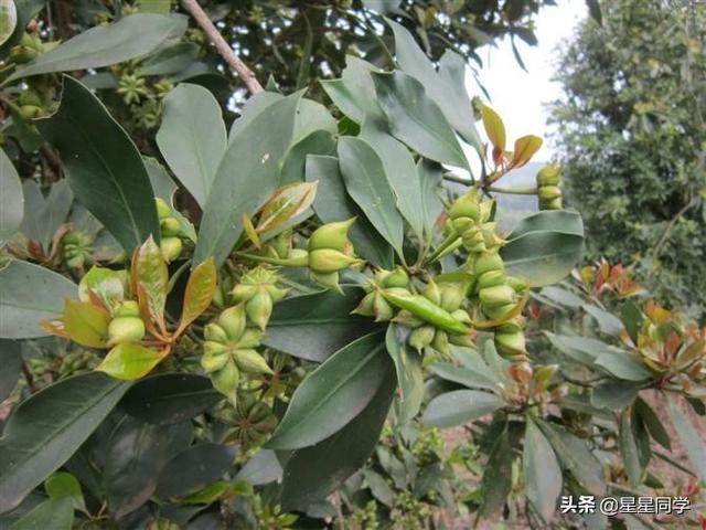 正宗八角是什么样子？如何挑选？