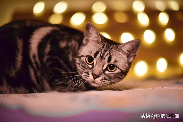 挪威森林猫凶吗:你会选择养布偶猫还是挪威森林猫?为什么？