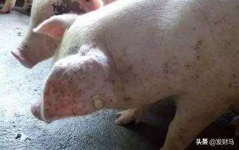 附红体病 治疗:临产母猪附红细胞体病怎么治疗？