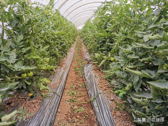 宝华玉兰:4月份种西红柿和茄子可以吗
