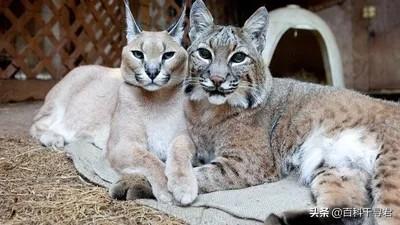短尾猫能不能养:美国短尾猫打的过狞猫吗？