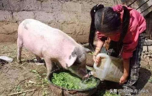 迷你小香猪鉴别:不喂饲料猪的外表怎么看？