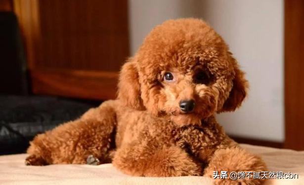 泰迪犬价格百度经验:泰迪犬的价格会受到什么因素的影响？
