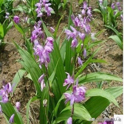 林下种植什么药材又不长草