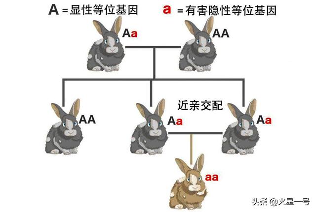 工商银行近亲繁殖:动物回交育种会有伦理问题吗？
